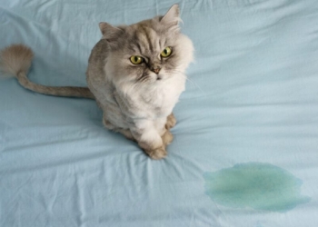 Découvrez l&rsquo;Astuce Infaillible pour Éliminer Définitivement l&rsquo;Odeur de Pipi de Chat dans Votre Maison !