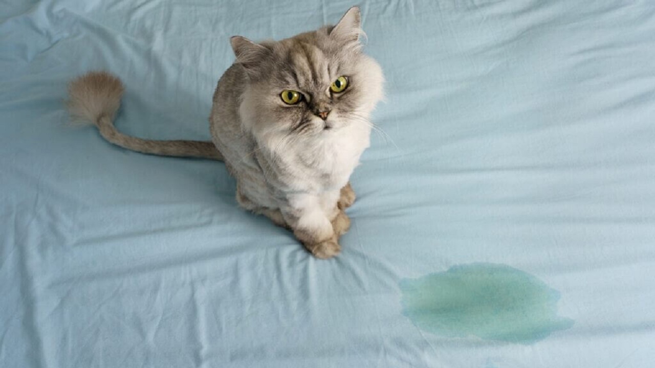 Découvrez l&rsquo;Astuce Infaillible pour Éliminer Définitivement l&rsquo;Odeur de Pipi de Chat dans Votre Maison !