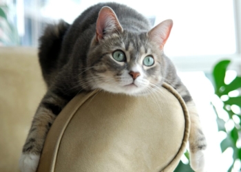Les Signes Infaillibles pour Détecter si Votre Chatte est en Chaleur !