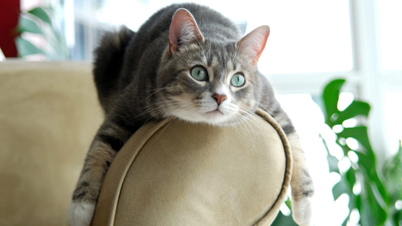 Les Signes Infaillibles pour Détecter si Votre Chatte est en Chaleur !