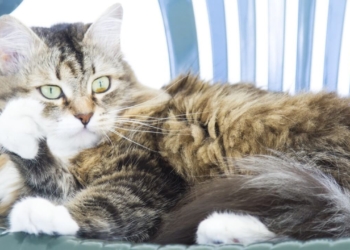 Découvrez le secret derrière ces chats aux énormes touffes de poils collés !