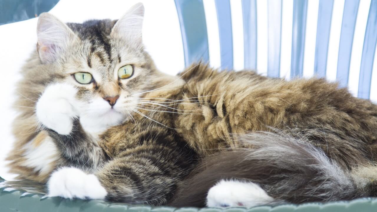 Découvrez le secret derrière ces chats aux énormes touffes de poils collés !