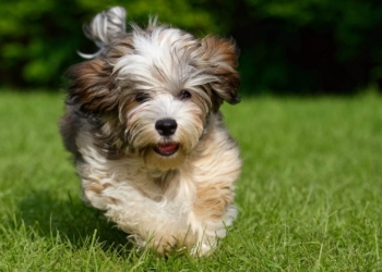 Découvrez les 7 races de petits chiens à poil long qui vont vous faire craquer !