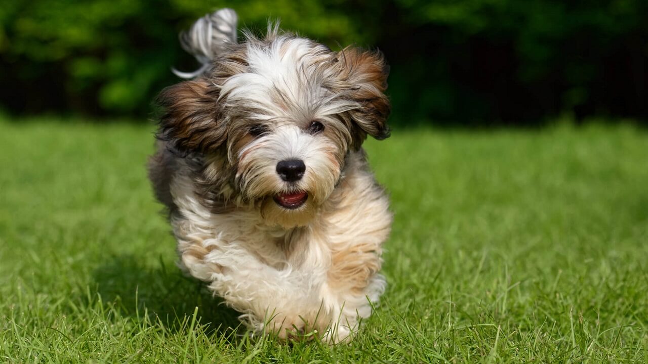 Découvrez les 7 races de petits chiens à poil long qui vont vous faire craquer !
