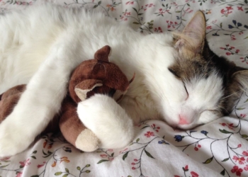 Découvrez la raison surprenante derrière les petits bruits de votre chat en dormant !