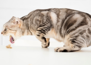 Découvrez les raisons surprenantes pour lesquelles votre chat rejette sa nourriture non digérée !