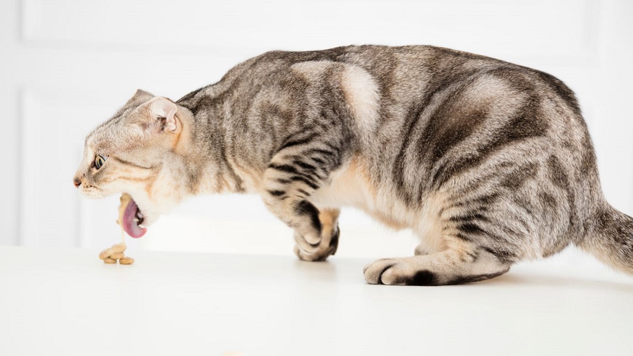 Découvrez les raisons surprenantes pour lesquelles votre chat rejette sa nourriture non digérée !