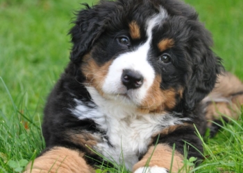 Découvrez la Vérité Derrière le Regard de Votre Chien : Ce Que Vous Cache Son Regard Fixe !