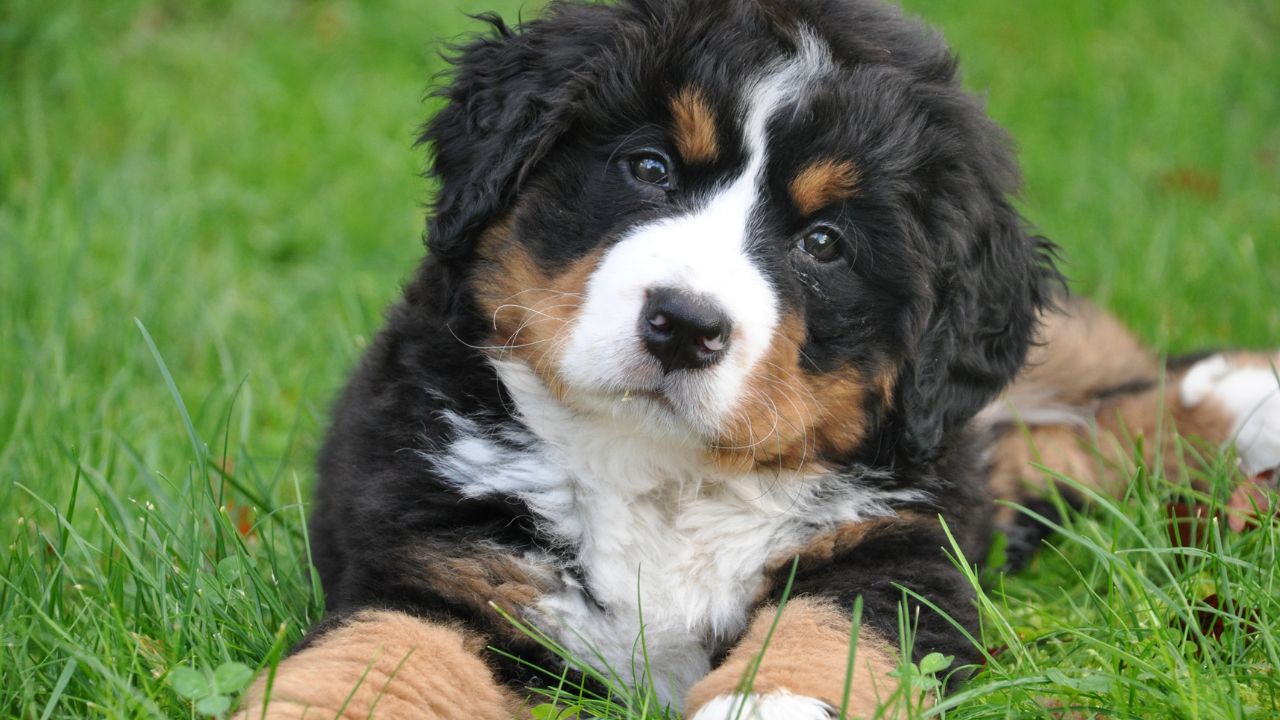 Découvrez la Vérité Derrière le Regard de Votre Chien : Ce Que Vous Cache Son Regard Fixe !