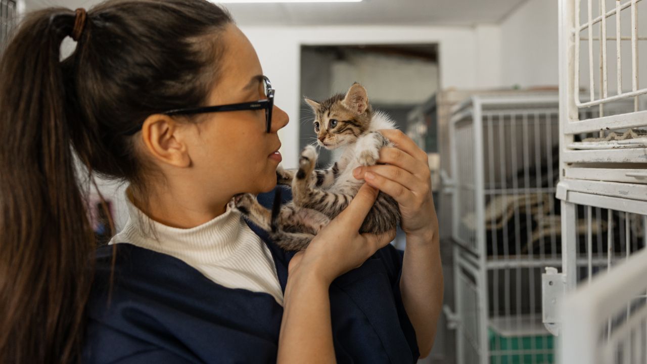 Découvrez les Secrets pour Ouvrir Votre Propre Refuge pour Animaux et Réussir