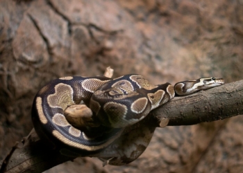 Découvrez Pourquoi Votre Serpent Préfère Rester dans Sa Gamelle d&rsquo;Eau : La Raison Va Vous Étonner !