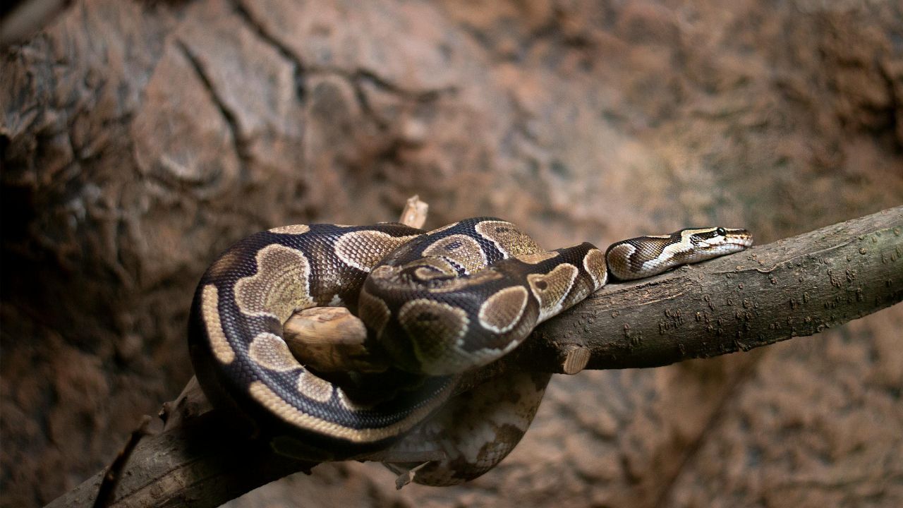 Découvrez Pourquoi Votre Serpent Préfère Rester dans Sa Gamelle d&rsquo;Eau : La Raison Va Vous Étonner !