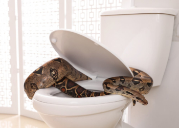 Découvrez ces 6 astuces naturelles infaillibles pour éloigner les serpents de votre maison !