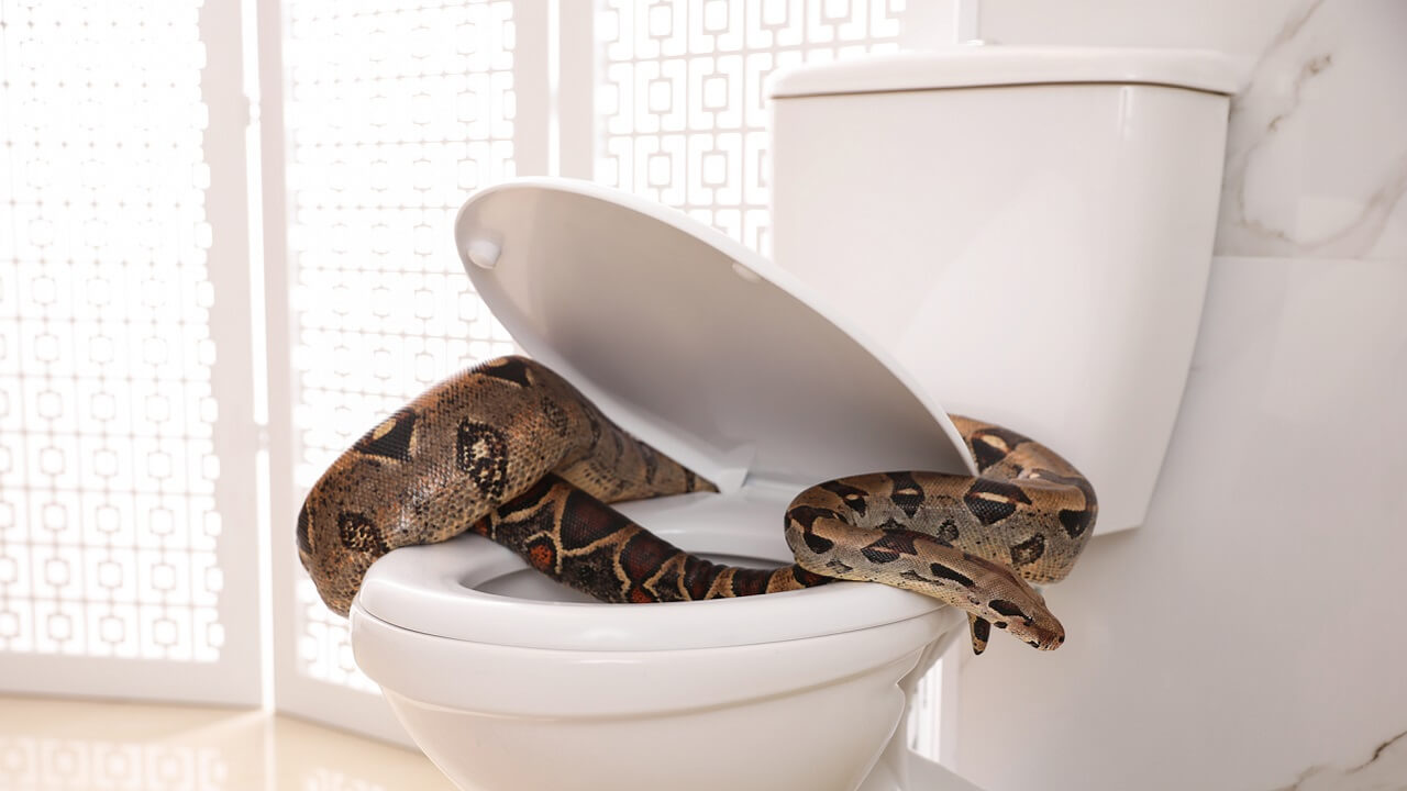 Découvrez ces 6 astuces naturelles infaillibles pour éloigner les serpents de votre maison !