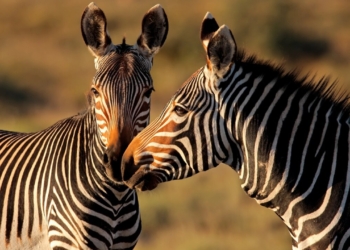 Découvrez le mystère fascinant : Pourquoi les zèbres ont des rayures selon la science !