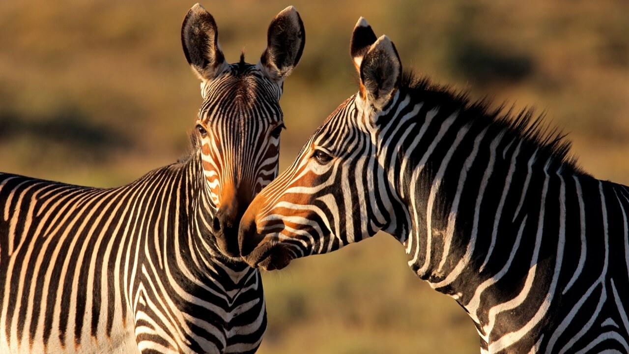 Découvrez le mystère fascinant : Pourquoi les zèbres ont des rayures selon la science !