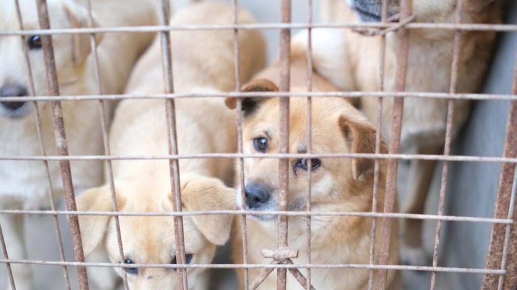 garder animal compagnie spa