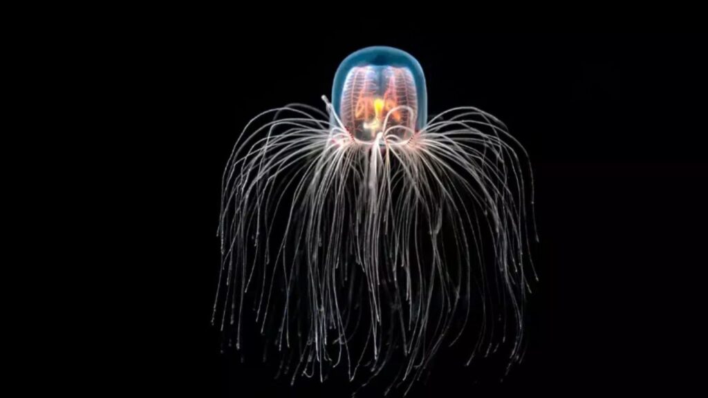 meduse immortalite immortel