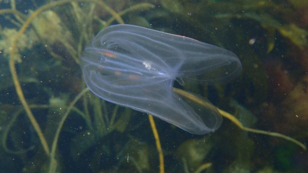 immortalite Mnemiopsis leidyi