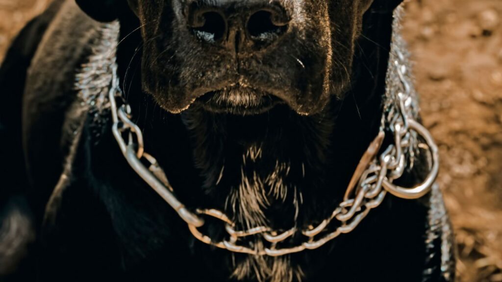 collier etrangleur chien