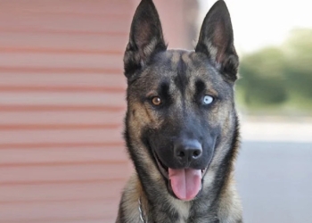 Découvrez le Résultat Étonnant du Croisement entre Berger Belge Malinois et Husky Sibérien !