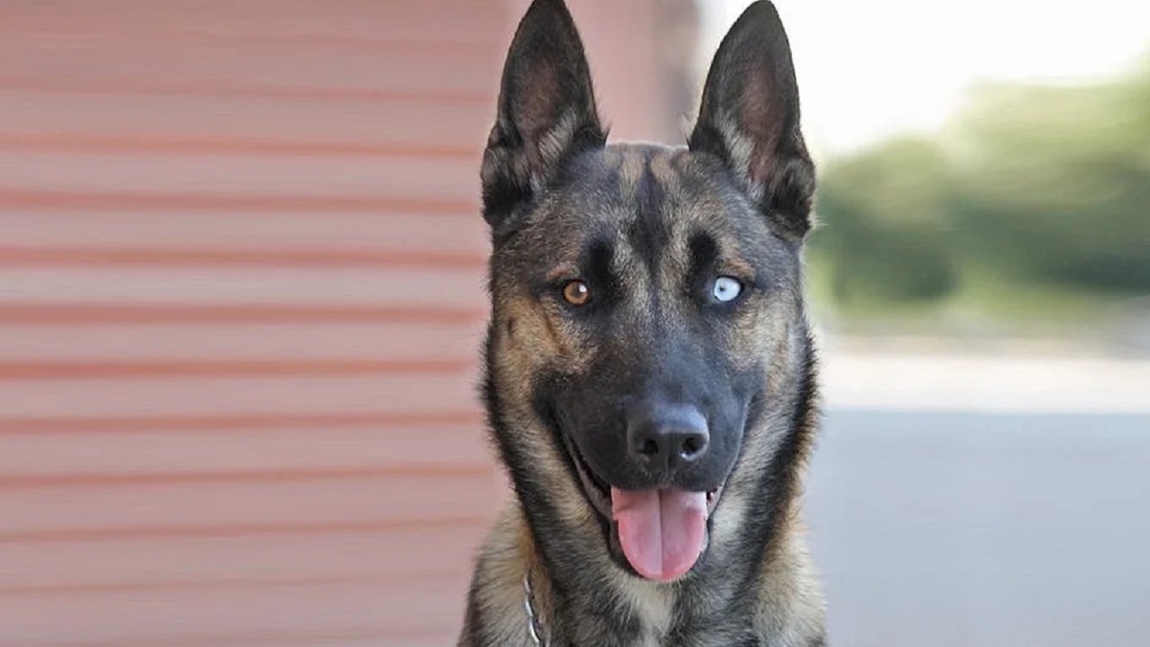 Découvrez le Résultat Étonnant du Croisement entre Berger Belge Malinois et Husky Sibérien !