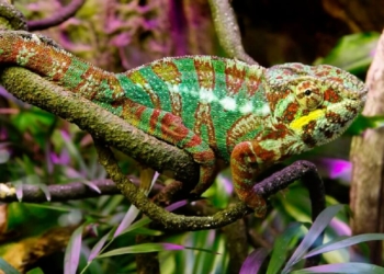 Découvrez le Secret Fascinant du Changement de Couleur des Caméléons et Comment ils le Font !