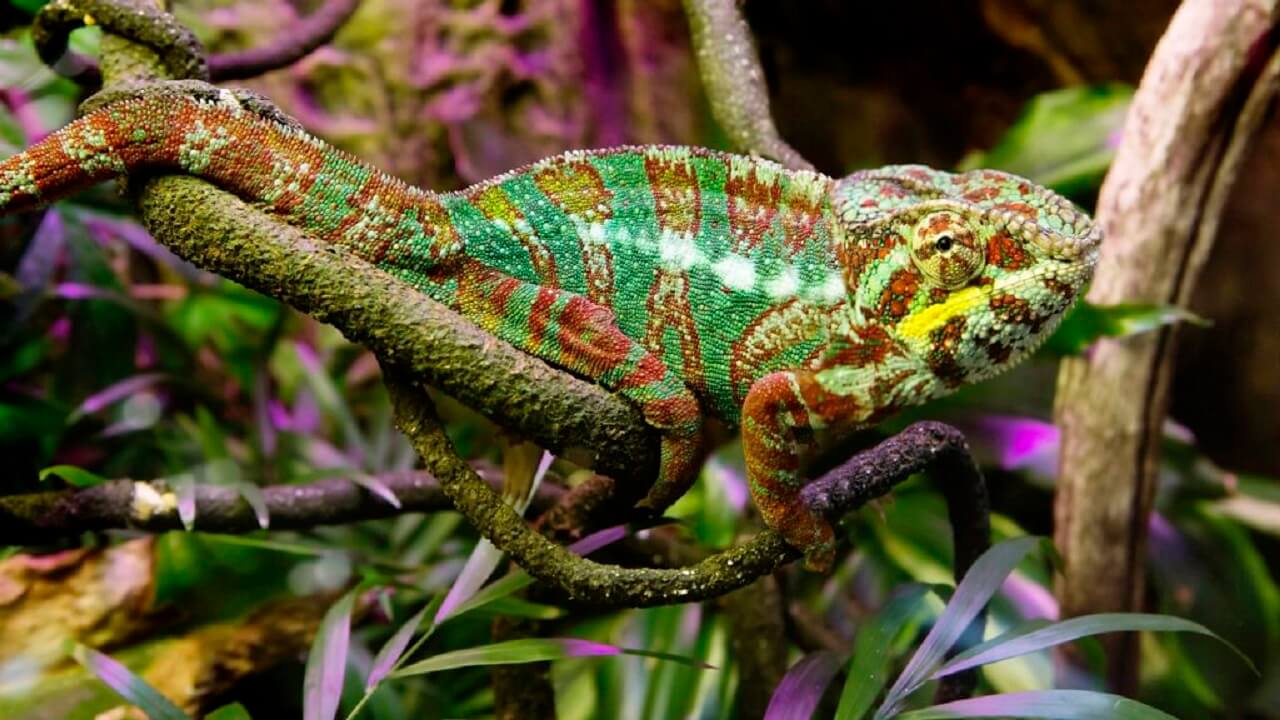 Découvrez le Secret Fascinant du Changement de Couleur des Caméléons et Comment ils le Font !