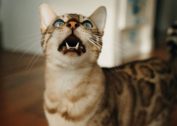 Découvrez les raisons surprenantes derrière les miaulements incessants de votre chat et nos conseils pratiques pour y remédier !