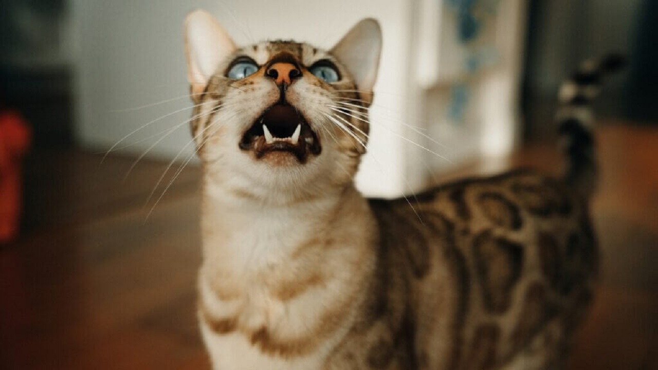 Découvrez les raisons surprenantes derrière les miaulements incessants de votre chat et nos conseils pratiques pour y remédier !