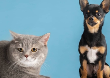 Découvrez Qui Est Vraiment le Plus Intelligent Entre Ces Deux Compagnons Fidèles !