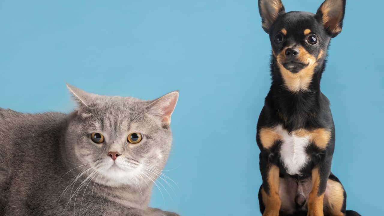 Découvrez Qui Est Vraiment le Plus Intelligent Entre Ces Deux Compagnons Fidèles !