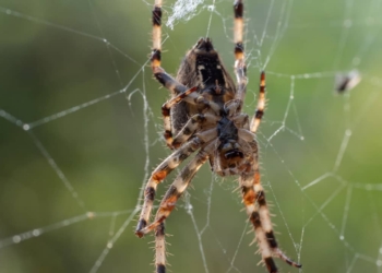 Découvrez la vérité derrière ces 5 idées reçues choquantes sur les araignées !