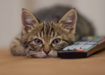 Les Secrets Révélés : Découvrez le Classement des Chats Les Plus Intelligents !