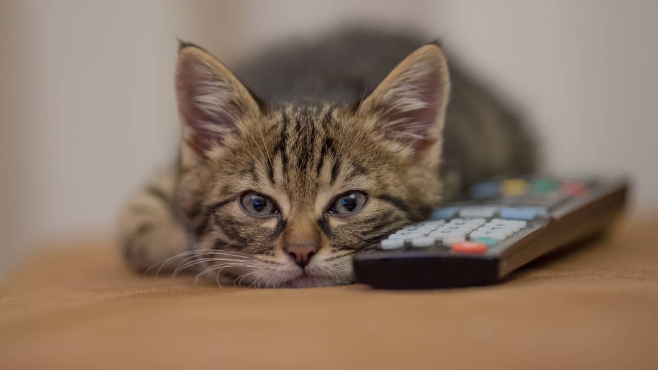 Les Secrets Révélés : Découvrez le Classement des Chats Les Plus Intelligents !