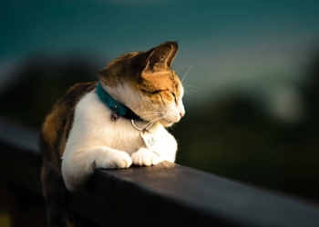 Découvrez enfin pourquoi les chats sont connus pour avoir 9 vies ! 🐱