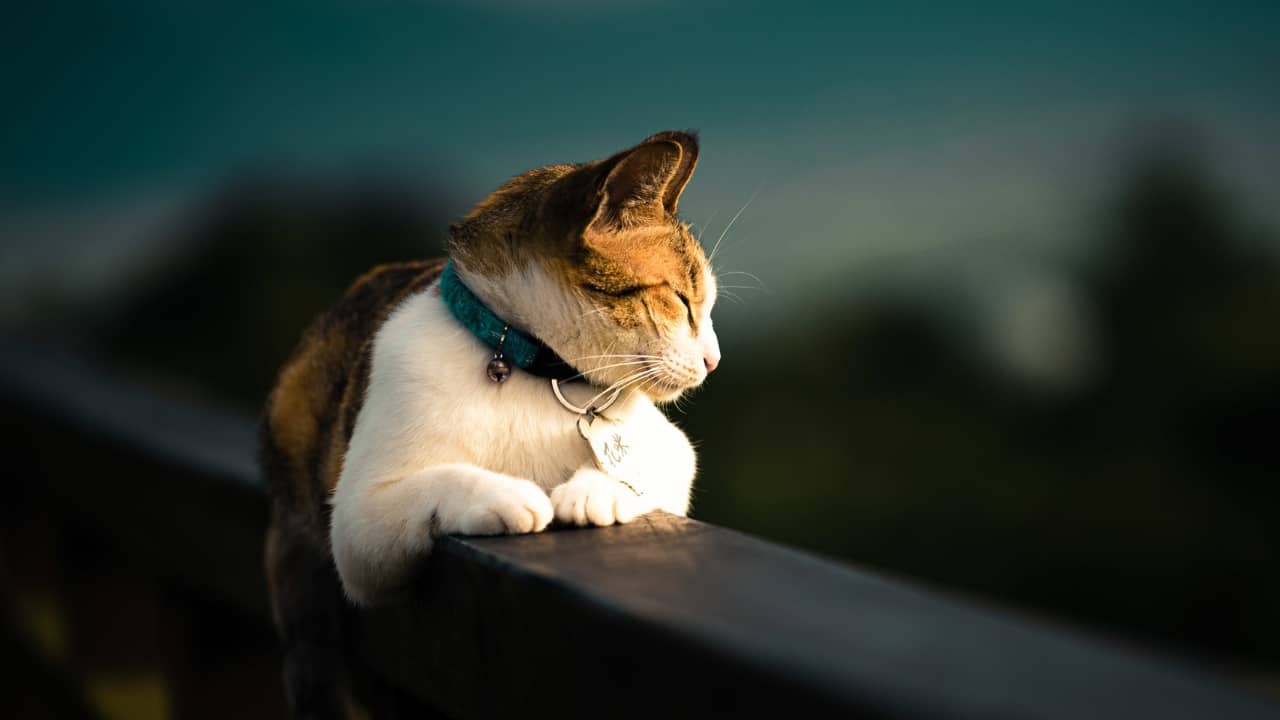 Découvrez enfin pourquoi les chats sont connus pour avoir 9 vies ! 🐱