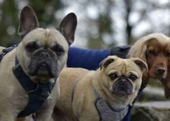 Découvrez la vérité surprenante sur la longévité des races de chiens les plus fragiles !
