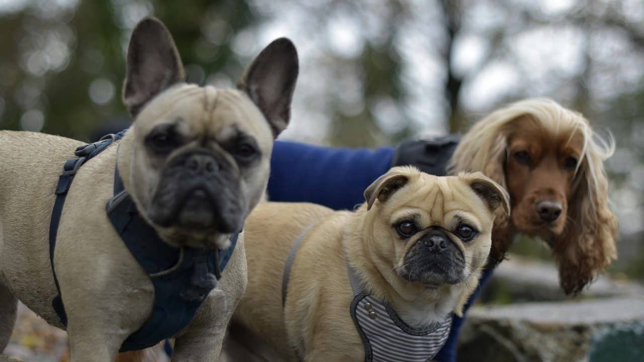 Découvrez la vérité surprenante sur la longévité des races de chiens les plus fragiles !