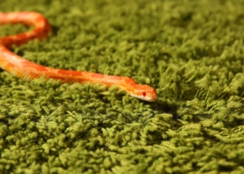 Le Serpent des Blés : Une Espèce Menacée de Devenir Endémique en France !