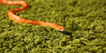 Le Serpent des Blés : Une Espèce Menacée de Devenir Endémique en France !