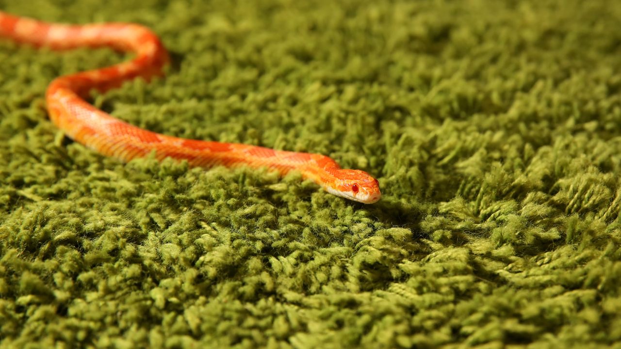 Le Serpent des Blés : Une Espèce Menacée de Devenir Endémique en France !