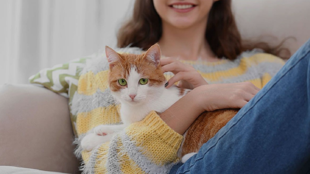 Découvrez pourquoi votre chat vous lèche et les secrets derrière ce comportement !