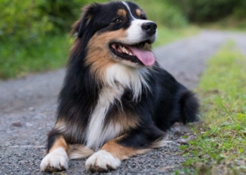 Découvrez pourquoi votre chien tousse comme s&rsquo;il s&rsquo;étouffait : les causes surprenantes dévoilées !