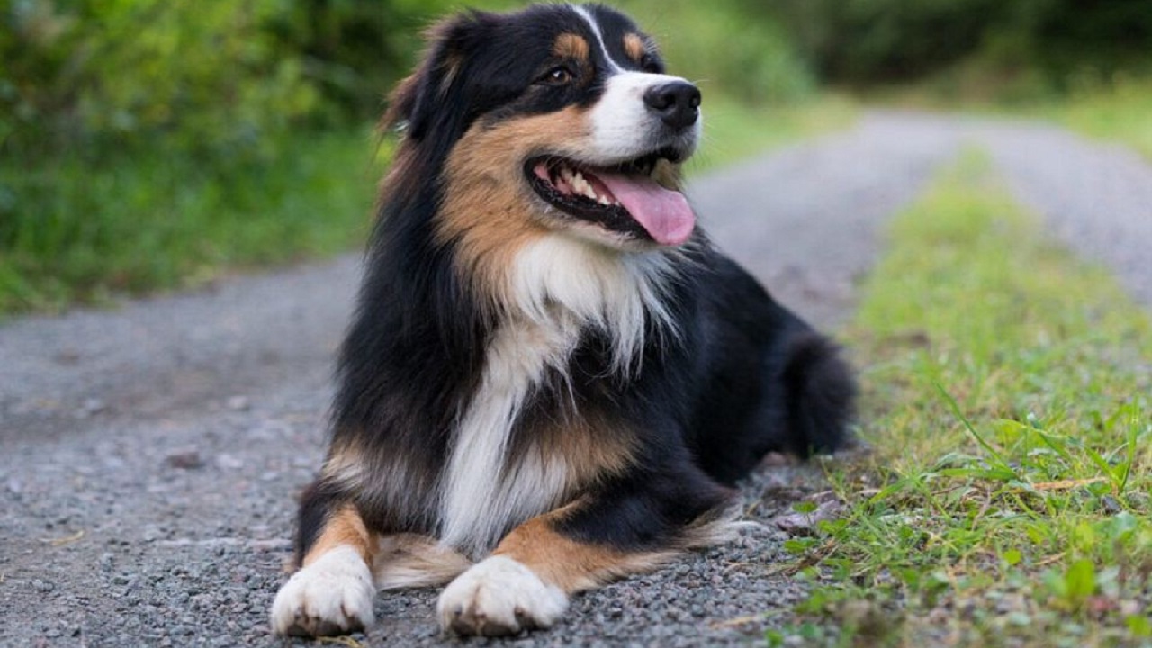Découvrez pourquoi votre chien tousse comme s&rsquo;il s&rsquo;étouffait : les causes surprenantes dévoilées !