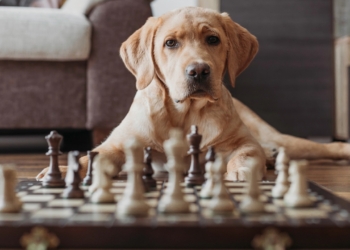Découvrez le Top 10 des Animaux les Plus Intelligents au Monde : Vous n’allez pas y croire !
