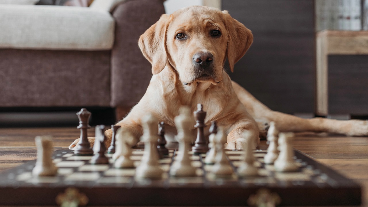 Découvrez le Top 10 des Animaux les Plus Intelligents au Monde : Vous n&rsquo;allez pas y croire !