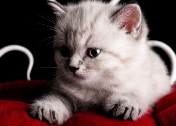 Découvrez le Secret Pour Connaître l&rsquo;Âge Réel de Votre Chat en Un Clin d&rsquo;Œil !