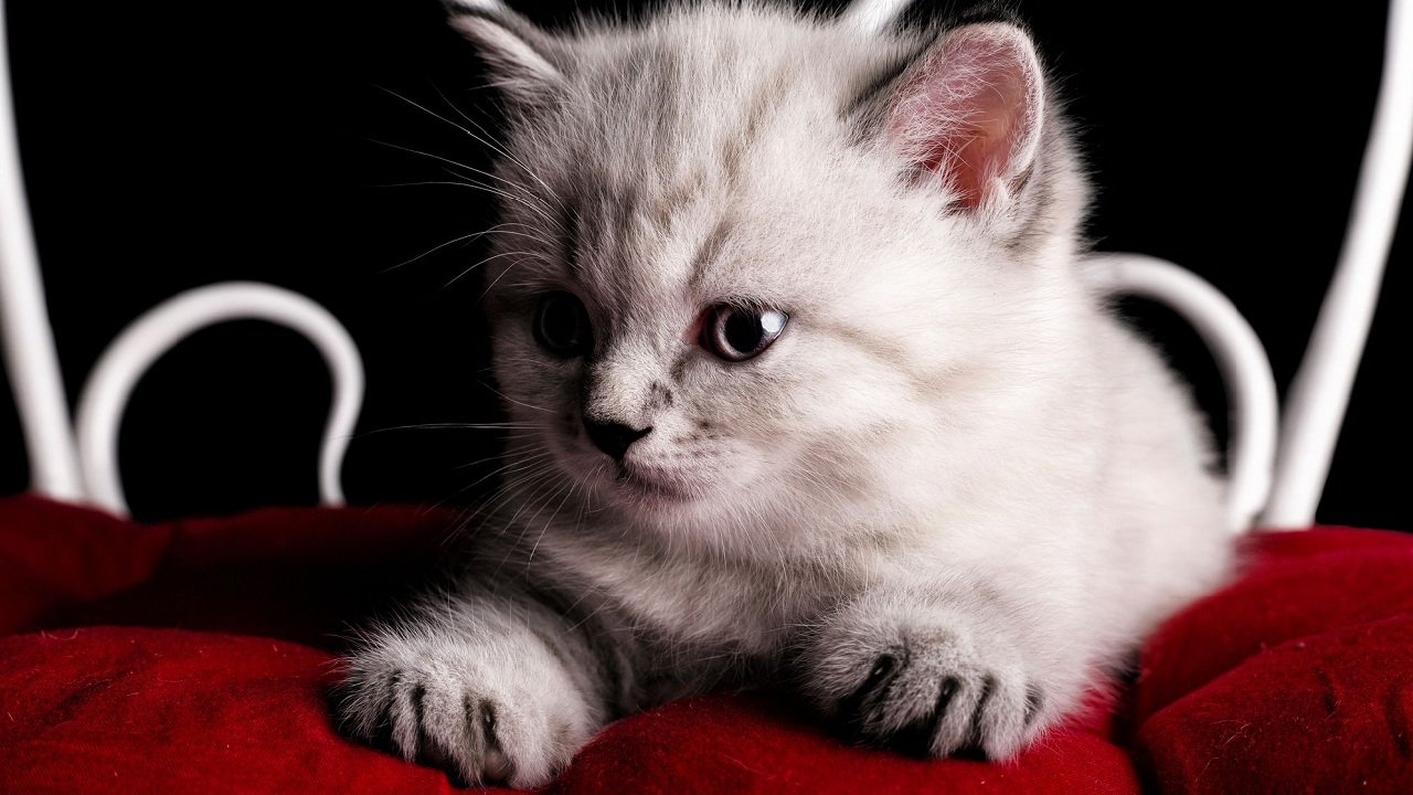 Découvrez le Secret Pour Connaître l&rsquo;Âge Réel de Votre Chat en Un Clin d&rsquo;Œil !