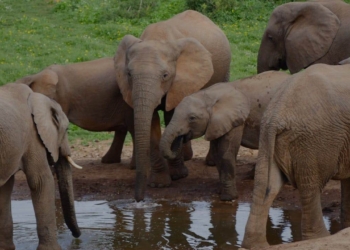6 Animaux Surprenants Où les Femelles Dominent le Monde